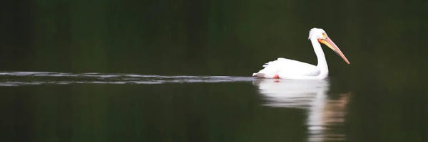 Steve Toole: White Pelican by Steve Toole