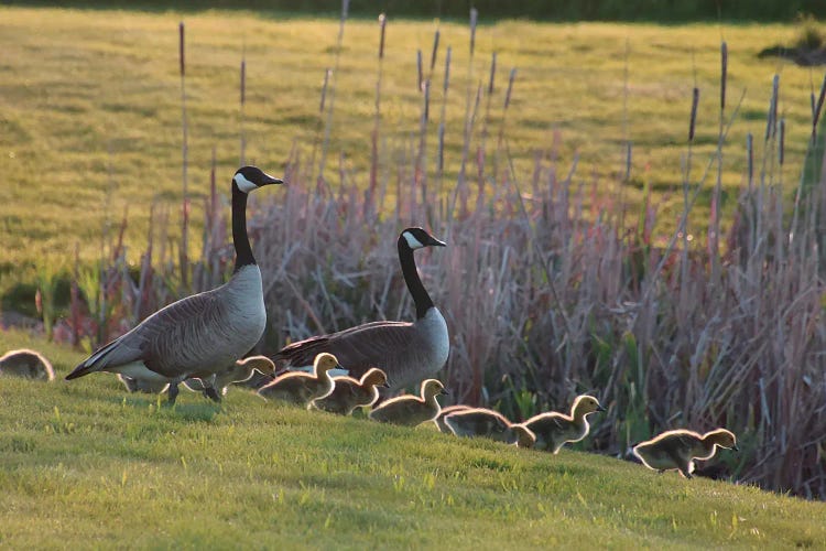 Heading To The Pond