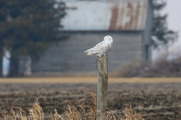 Steve Toole: White Wonder by Steve Toole