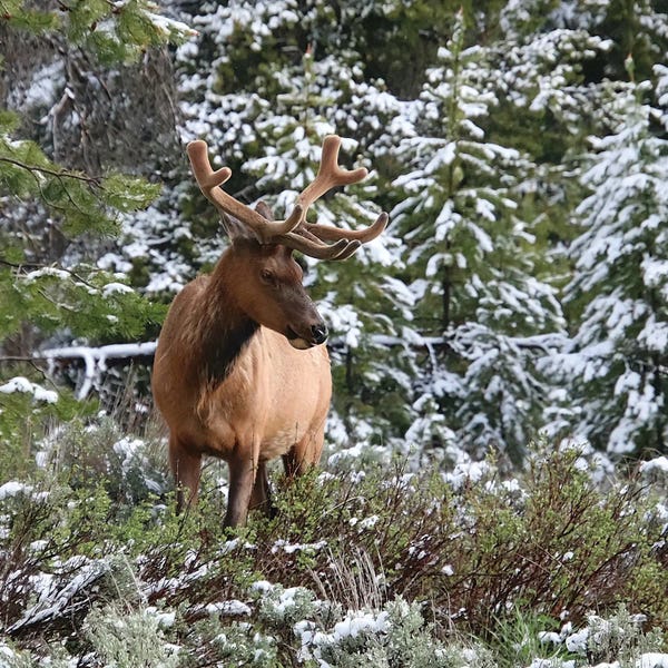 Steve Toole: Spring In The Rockies by Steve Toole