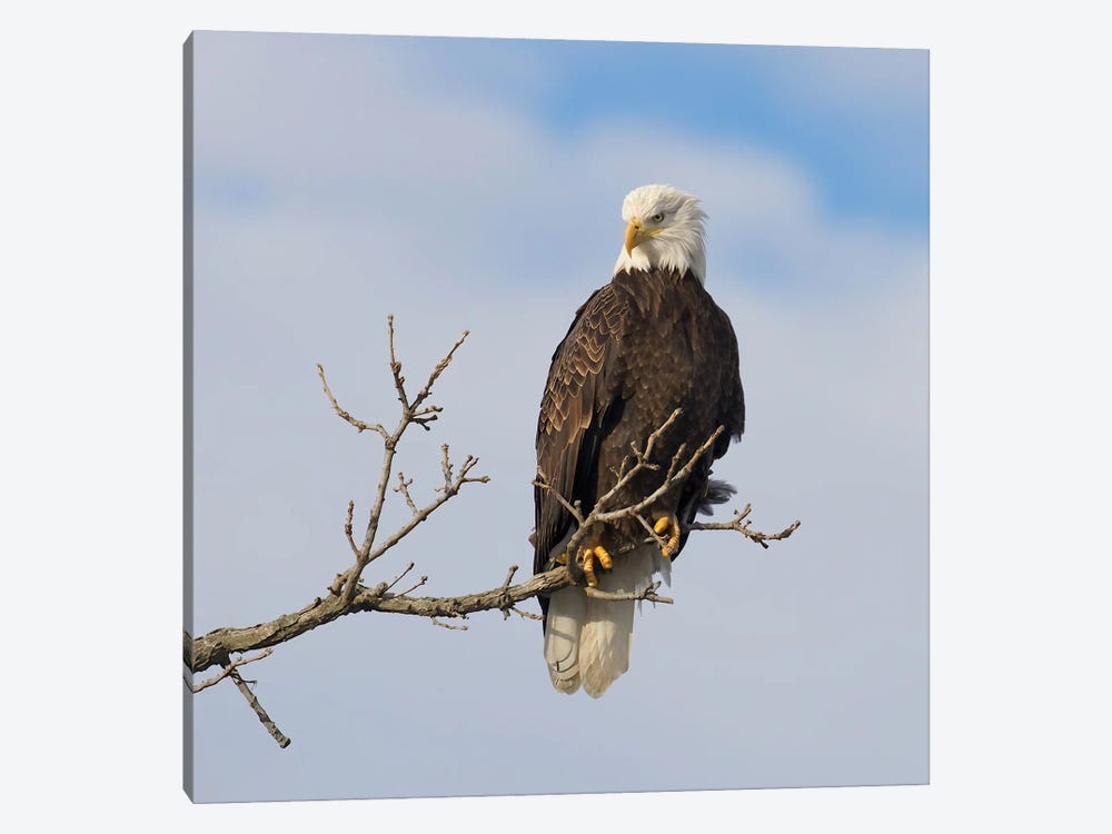 American Icon by Steve Toole 1-piece Canvas Art