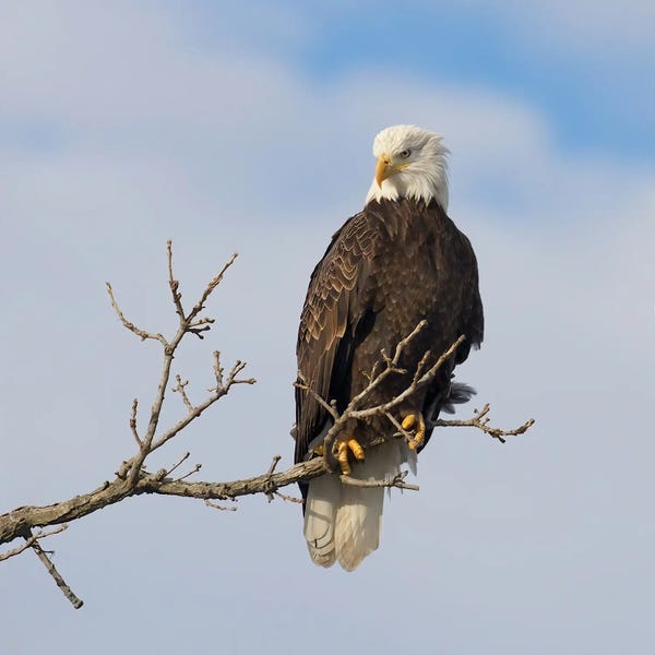 Steve Toole: American Icon by Steve Toole