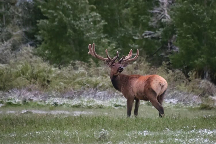 Bull Elk