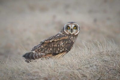 Short-Eared Owl by Steve Toole art print