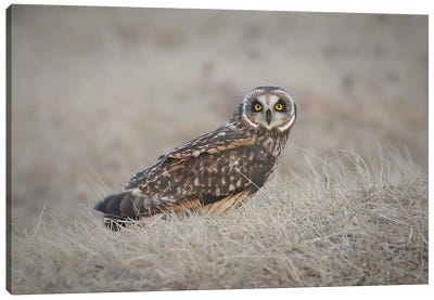 Short-Eared Owl Canvas Art Print - Steve Toole
