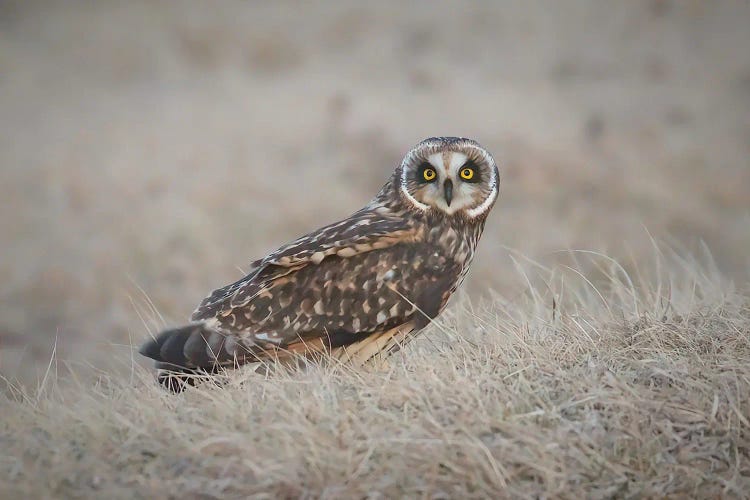 Short-Eared Owl