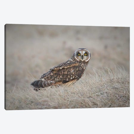 Short-Eared Owl Canvas Print #SVE37} by Steve Toole Canvas Print