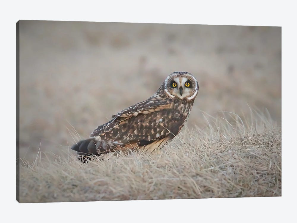 Short-Eared Owl by Steve Toole 1-piece Canvas Art