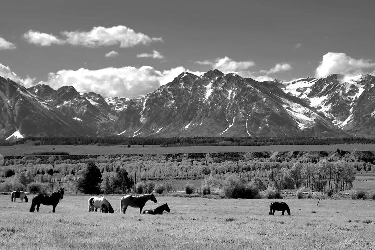 The Ranch Herd by Steve Toole wall art