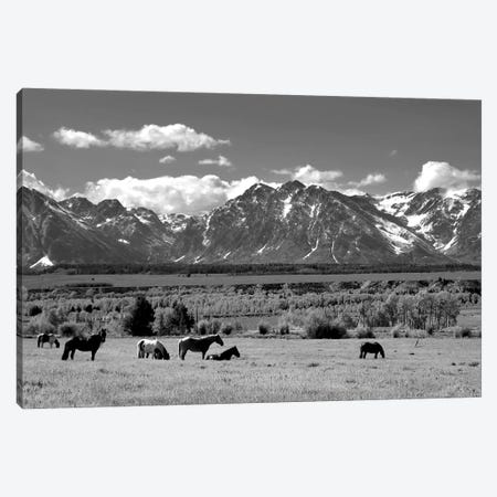 The Ranch Herd Canvas Print #SVE38} by Steve Toole Canvas Artwork