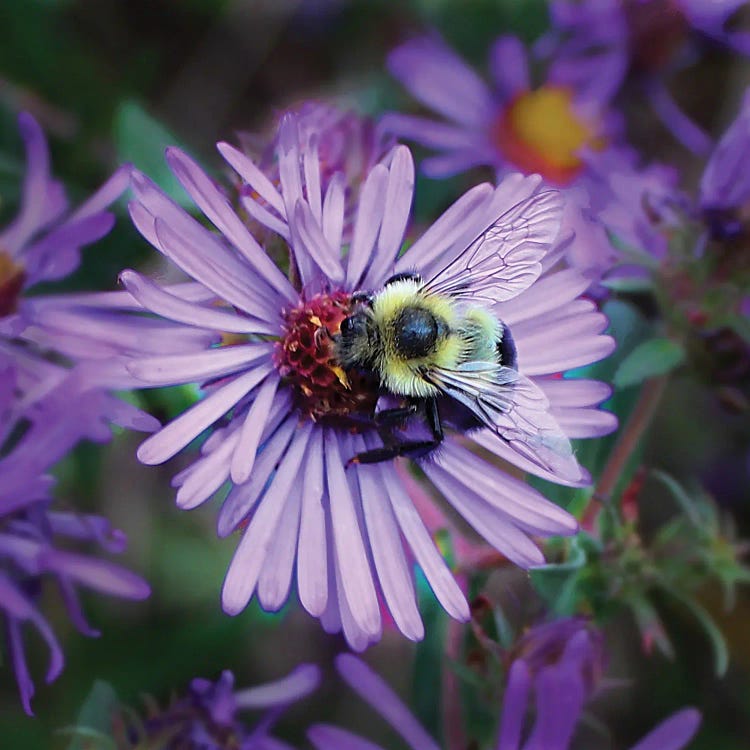 Bumbling Along by Steve Toole wall art