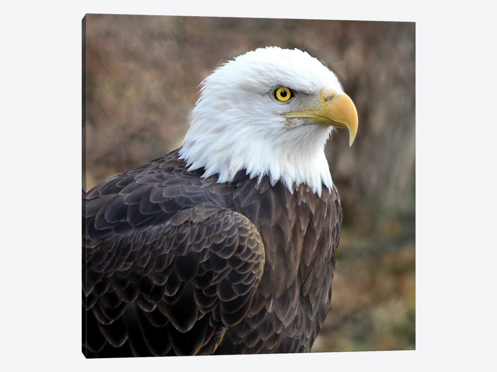 Bald Eagle by Steve Toole 1-piece Canvas Art Print
