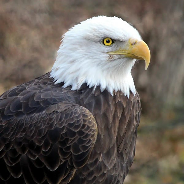 Steve Toole: Bald Eagle by Steve Toole
