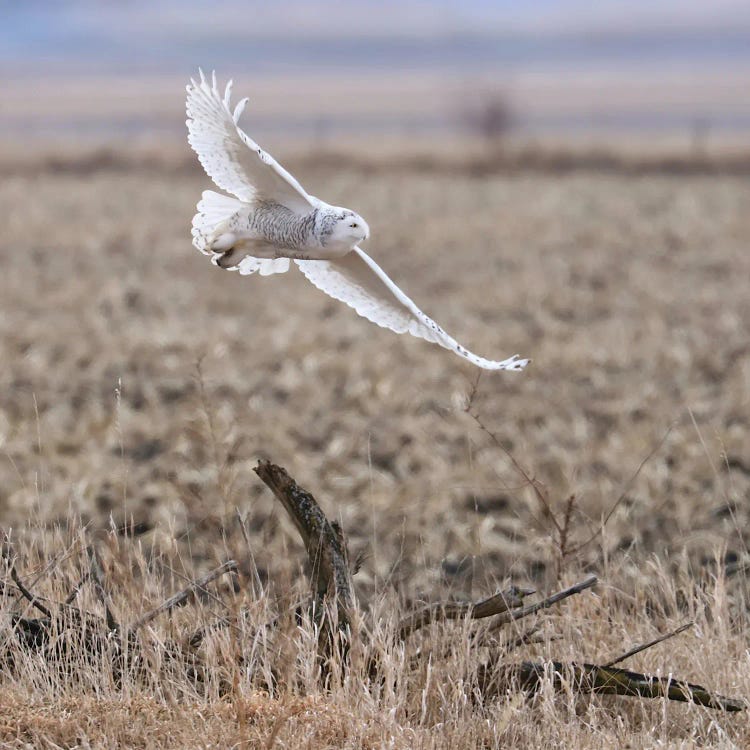 Coming In For A Landing