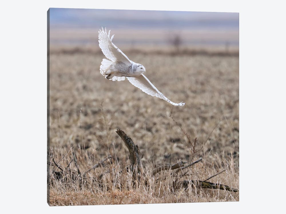 Coming In For A Landing by Steve Toole 1-piece Canvas Art Print