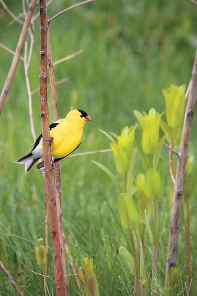 American Goldfinch by Steve Toole metal wall art