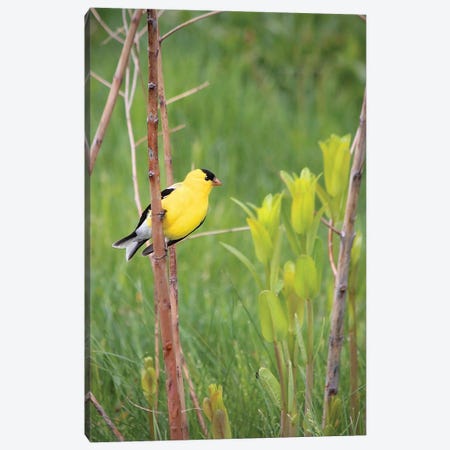 American Goldfinch Canvas Print #SVE45} by Steve Toole Canvas Artwork
