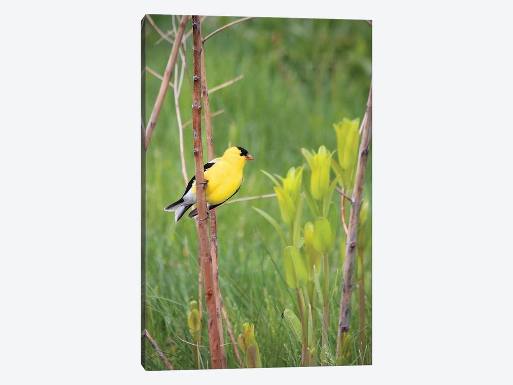 American Goldfinch by Steve Toole 1-piece Art Print