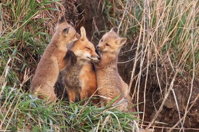 A Patient Mom by Steve Toole art print