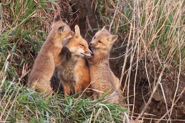 Steve Toole: A Patient Mom by Steve Toole