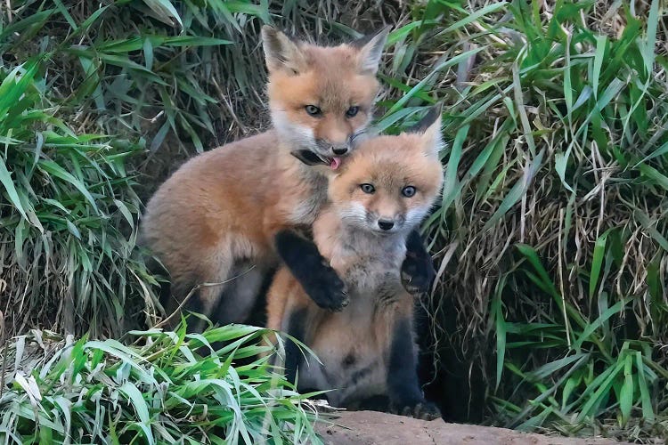 Kits At Play