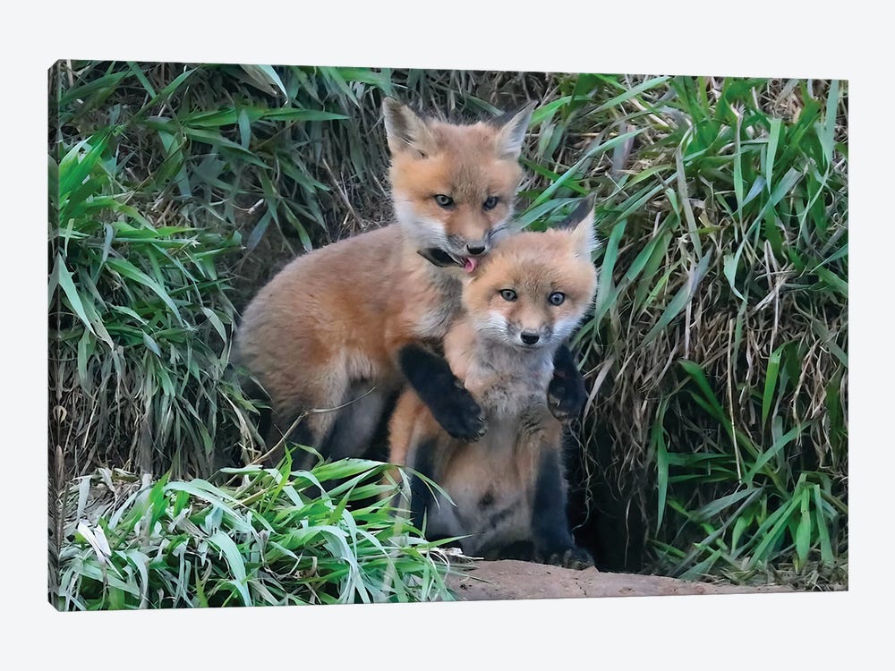 Kits At Play by Steve Toole 1-piece Canvas Print