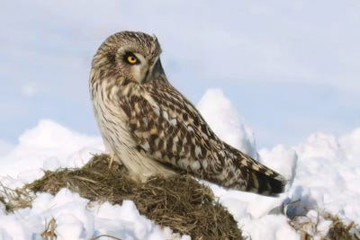 The Look by Steve Toole art print