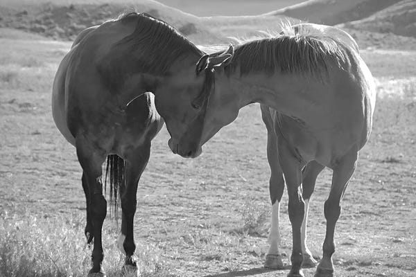 Fine Art Print: Sweet Nothings by Steve Toole