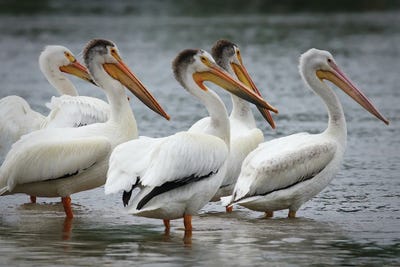 Pelican Club Meeting by Steve Toole framed canvas print