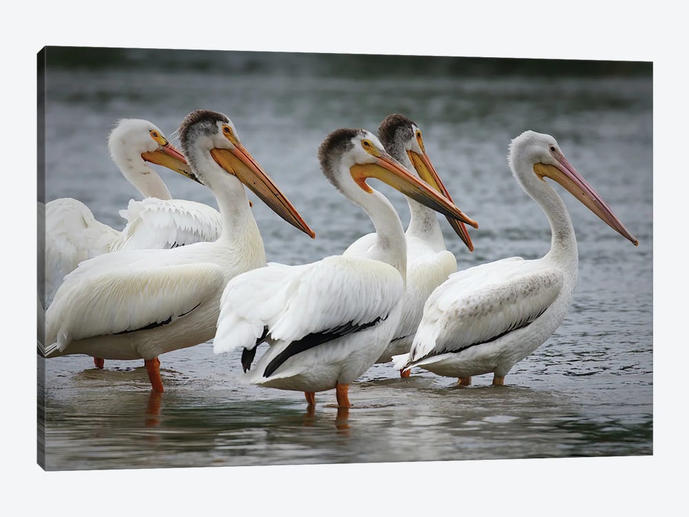 Pelican Club Meeting by Steve Toole 1-piece Canvas Print