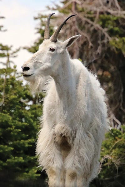Fine Art Print: Mountain Goat by Steve Toole