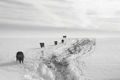 Returning From Breakfast by Steve Toole canvas print