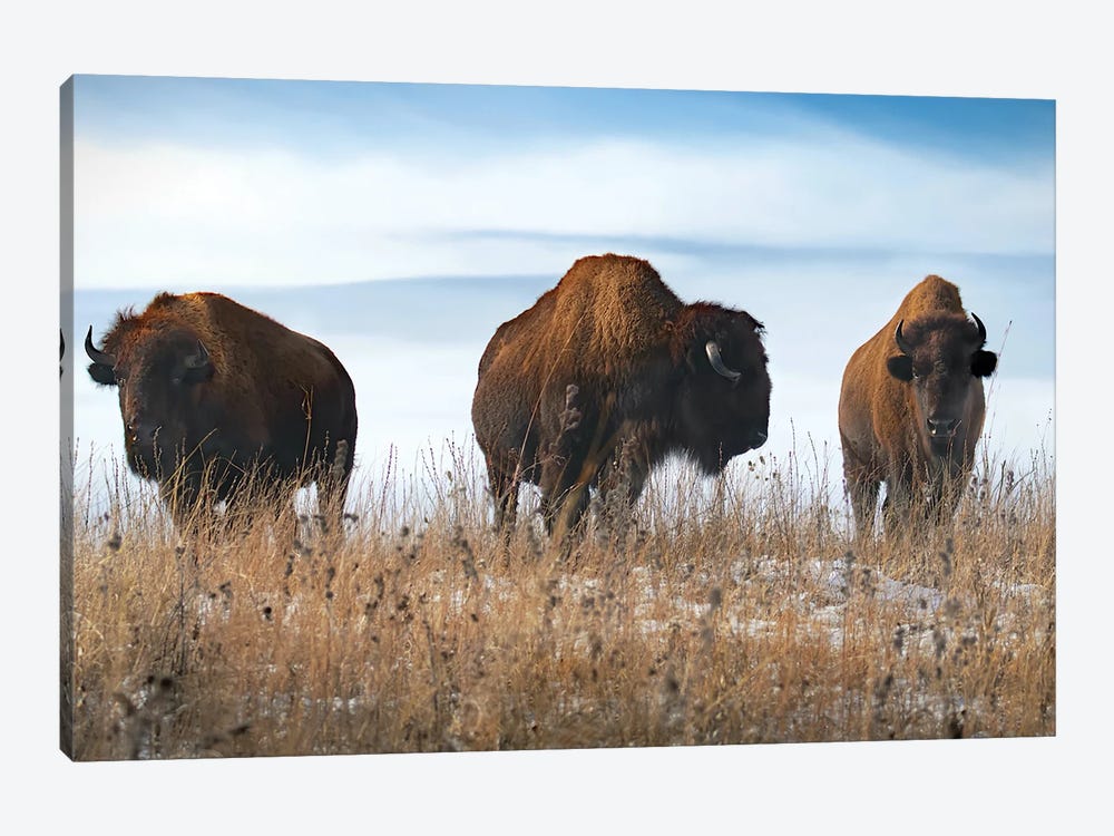 Three Bison by Steve Toole 1-piece Canvas Art