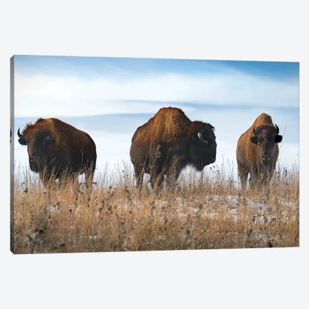 Three Bison Canvas Print #SVE5} by Steve Toole Canvas Wall Art