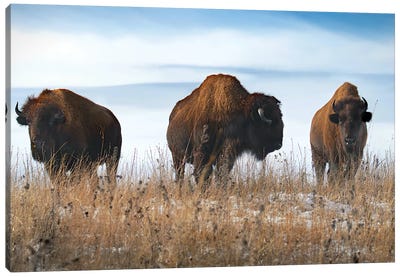 Three Bison Canvas Art Print - Bison & Buffalo Art