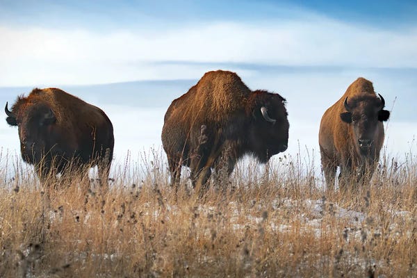 Steve Toole: Three Bison by Steve Toole