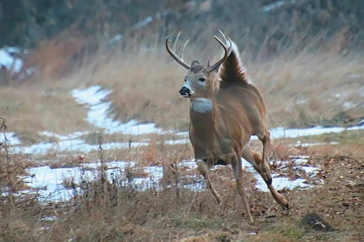 Whitetail Buck