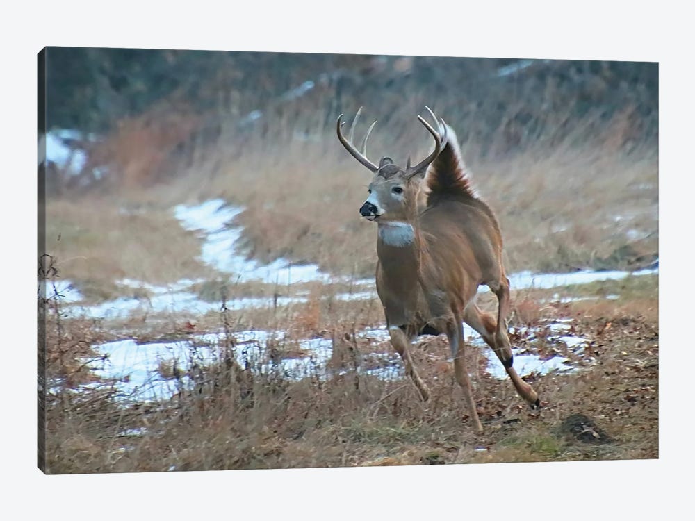 Whitetail Buck by Steve Toole 1-piece Canvas Wall Art