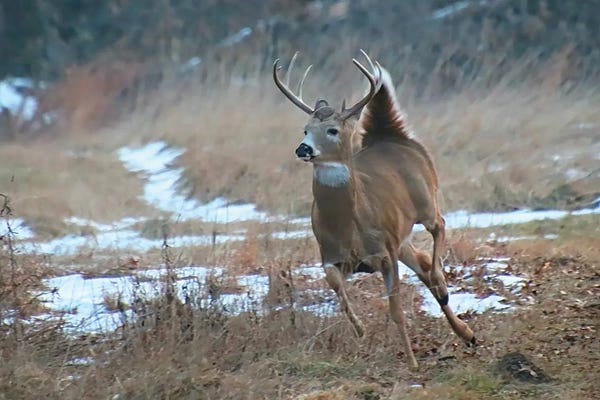 Steve Toole: Whitetail Buck by Steve Toole