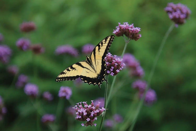 Swallowtail