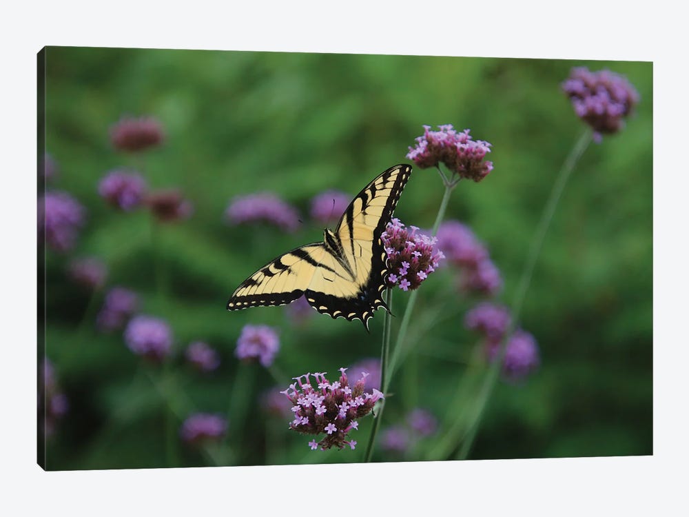 Swallowtail by Steve Toole 1-piece Canvas Print