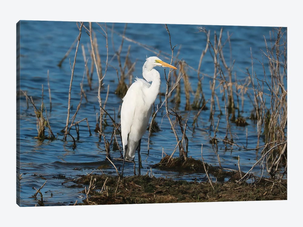 Great Egret by Steve Toole 1-piece Canvas Wall Art