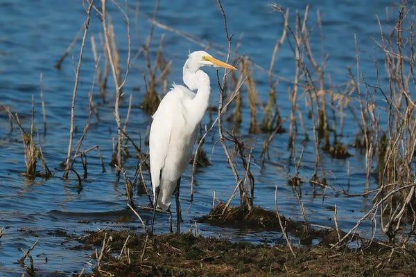 Steve Toole: Great Egret by Steve Toole