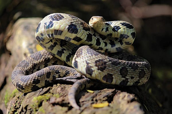 Steve Toole: Fox Snake by Steve Toole