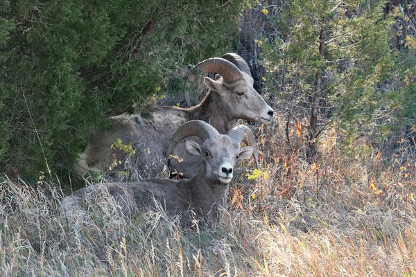 Steve Toole: Mountain Siesta by Steve Toole