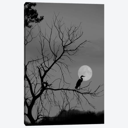 Once In A Blue Moon Canvas Print #SVE67} by Steve Toole Canvas Artwork