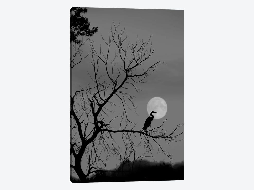 Once In A Blue Moon by Steve Toole 1-piece Canvas Print