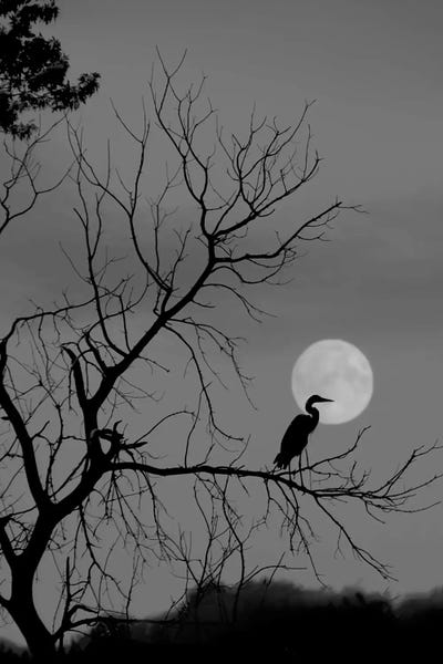 Once In A Blue Moon