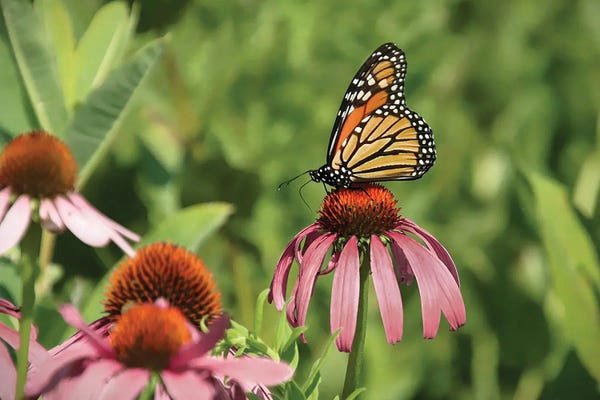 Steve Toole: Monarch Of The Glen by Steve Toole