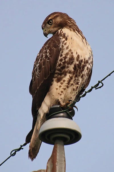 Red-Tailed Hawk by Steve Toole art print